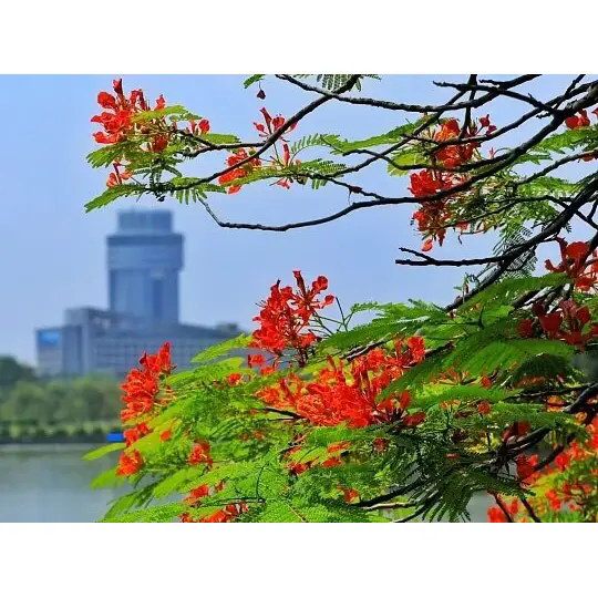 Як Royal Poinciana створює приголомшливі тропічні пейзажі? Як Royal Poinciana створює приголомшливі тропічні пейзажі?