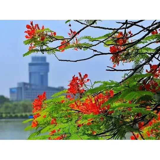 Чому лайнери Royal Poinciana, вирощені в контейнерах, забезпечують максимальний успіх ландшафту? Чому лайнери Royal Poinciana, вирощені в контейнерах, забезпечують максимальний успіх ландшафту?