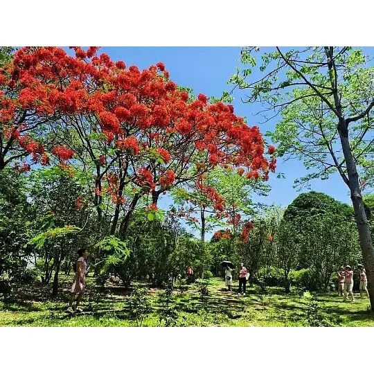 Як горщики Royal Poinciana розширюють охоплення ринку для оптових продавців рослин?