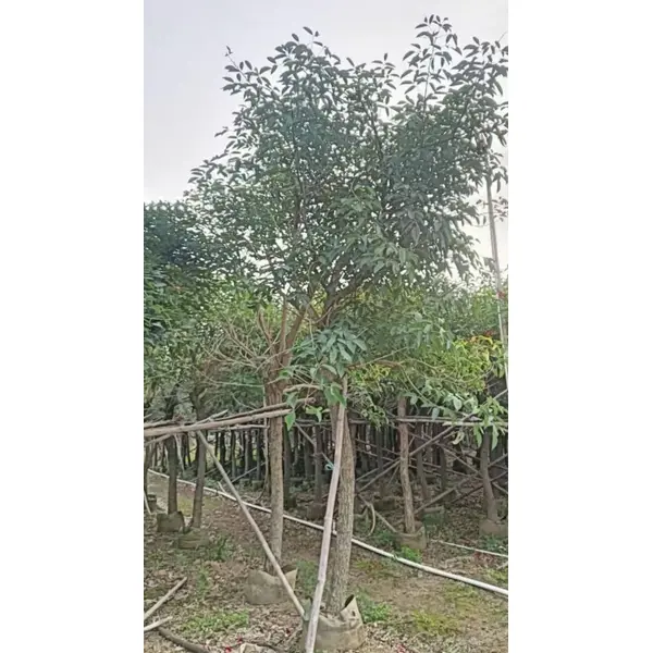Півнячий гребінь Coral Tree Liners