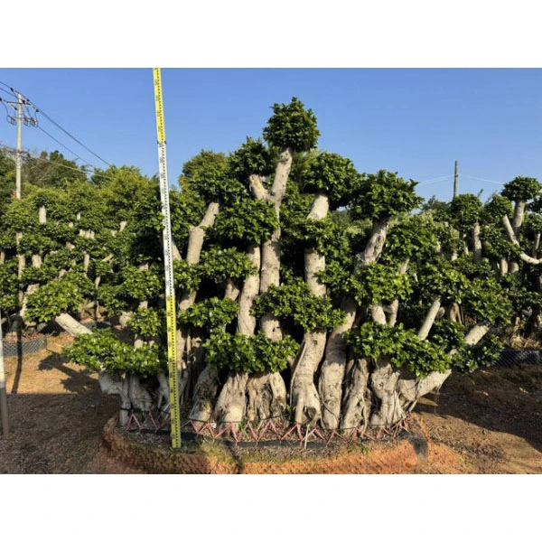 Дерево бонсай Ficus Microcarpa