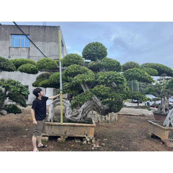 Дерево бонсай Ficus Microcarpa