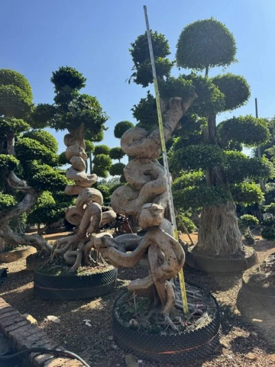 Ficus Microcarpa Street Trees