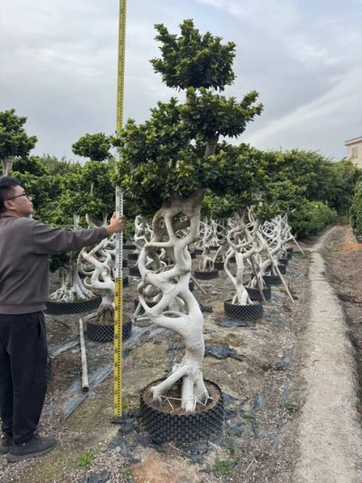 Ficus Microcarpa Street Trees