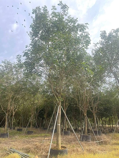 Specimen Golden Trumpet Tree