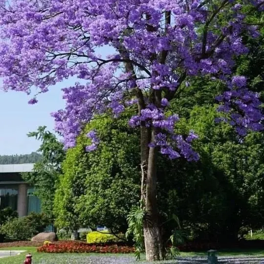 Jacaranda Bonsai Tree