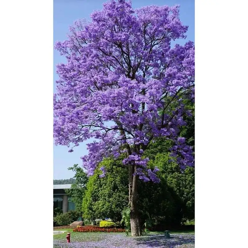 Вкладиші для дерев Jacaranda