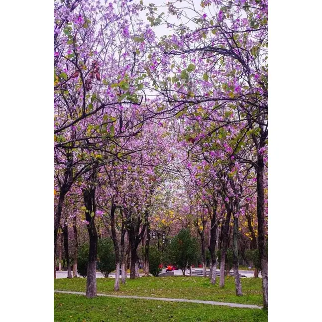 Рожева орхідея дерево бонсай