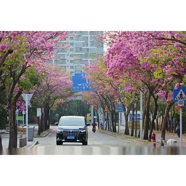 Зразок Purple Trumpet Tree