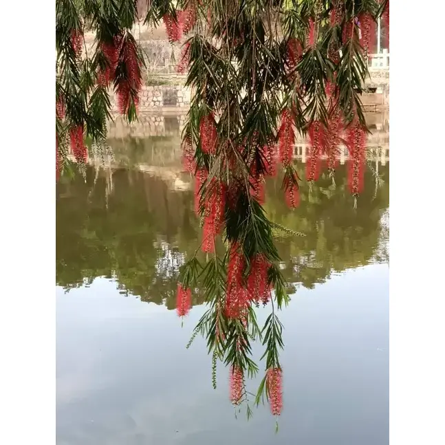 Плачучі дерева Bottlebrush Street